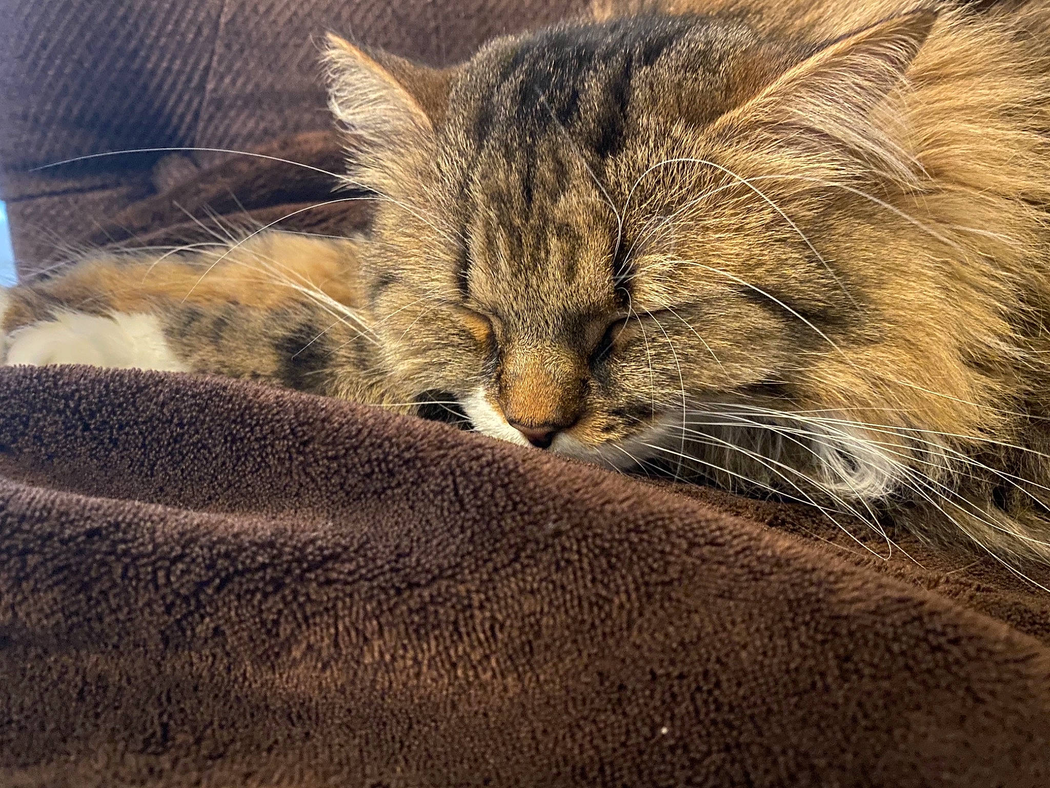 Shiva a rejoint le concours — aidez-le/la à gagner de superbes lots ! carnivore, cat, claw, comfort, domestic_short_haired_cat, fawn, felidae, fur, grey, nap, paw, sky, small_to_medium_sized_cats, snout, tail, terrestrial_animal, tree, whiskers, wildlife, wood