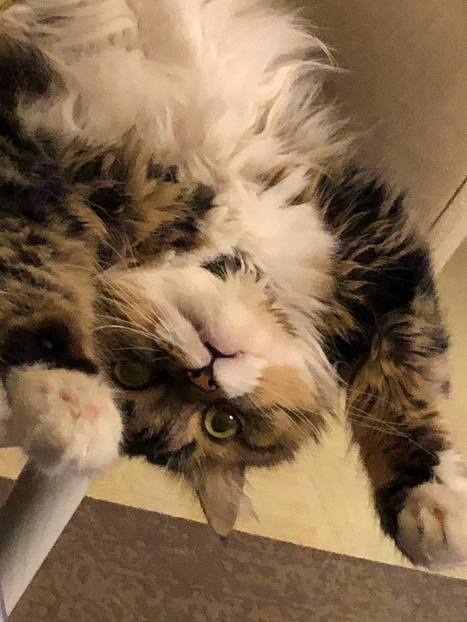 Shiva a rejoint le concours — aidez-le/la à gagner de superbes lots ! art, carnivore, cat, claw, comfort, companion_dog, fawn, felidae, fur, happy, love, nap, paw, ragdoll, sleep, small_to_medium_sized_cats, snout, tail, terrestrial_animal, whiskers