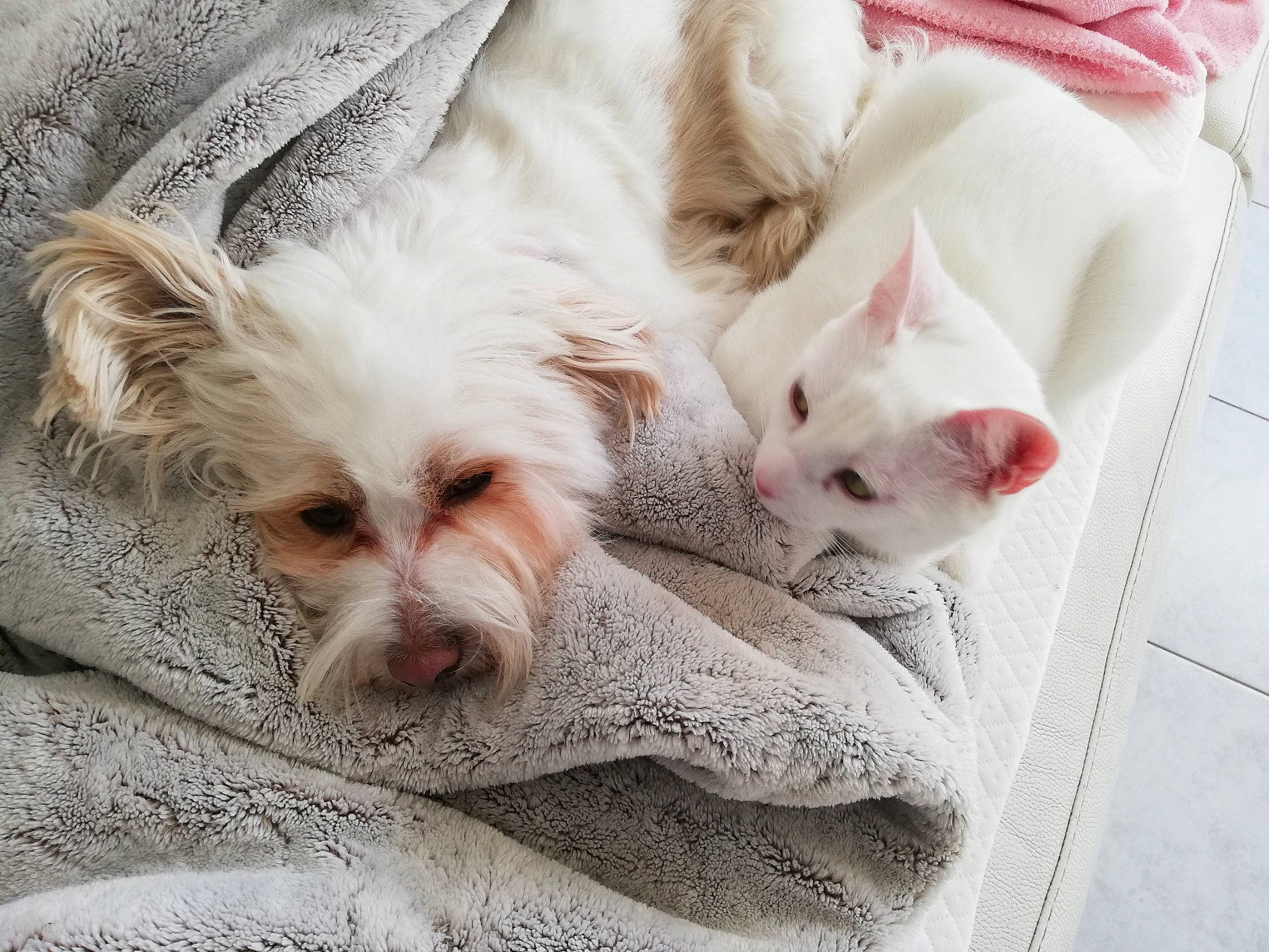 Mascotte a rejoint le concours — aidez-le/la à gagner de superbes lots ! canidae, carnivore, cat, comfort, companion_dog, dog, dog_breed, ear, eye, fawn, felidae, fur, paw, small_to_medium_sized_cats, snout, sporting_group, terrestrial_animal, toy_dog, whiskers, working_animal