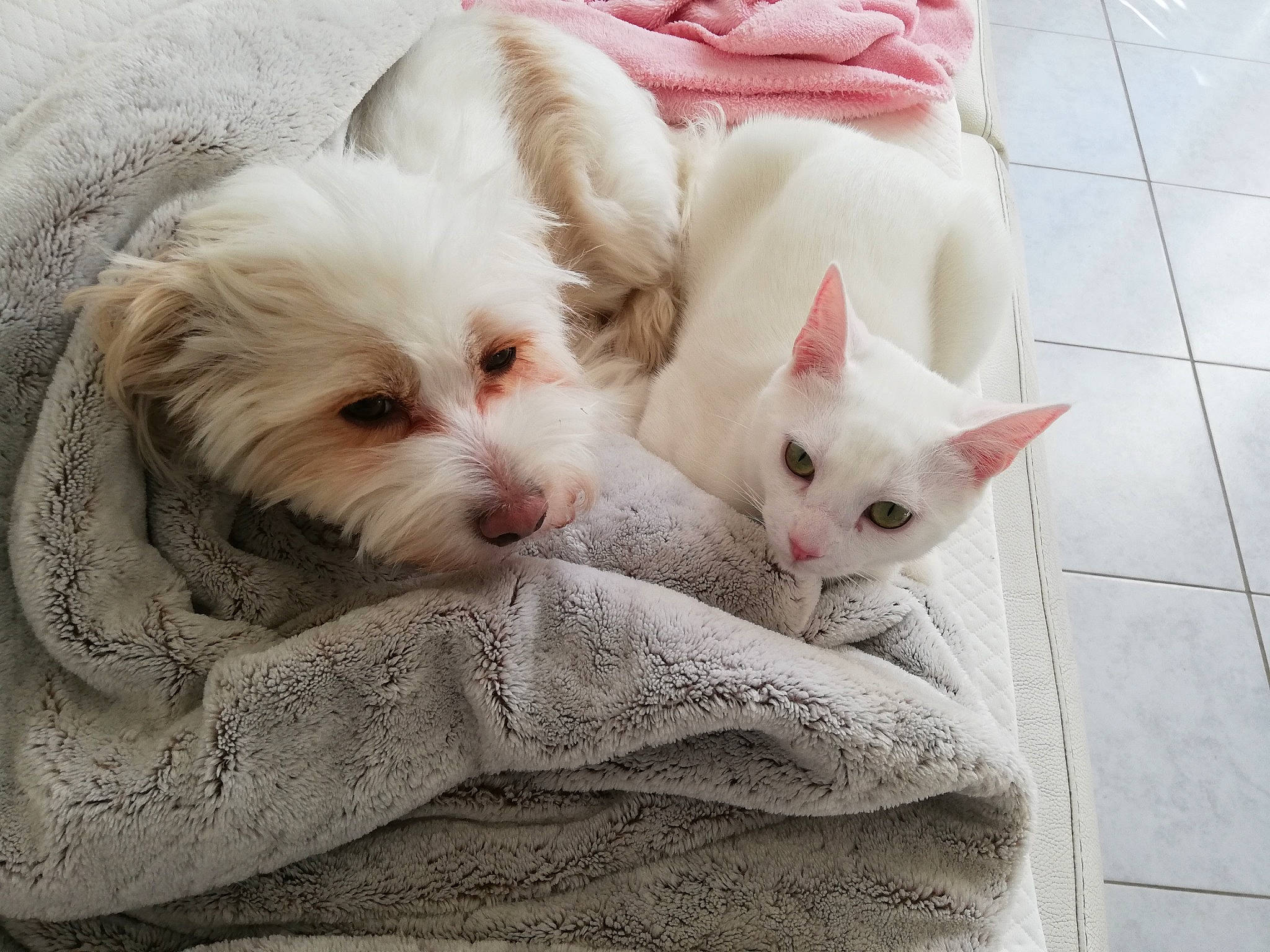 Mascotte participe au concours pour gagner de l'argent avec cette photo : canidae, carnivore, cat, comfort, companion_dog, dog, dog_breed, dog_supply, fawn, felidae, fur, paw, pet_supply, small_terrier, small_to_medium_sized_cats, tail, terrestrial_animal, toy_dog, whiskers, working_animal