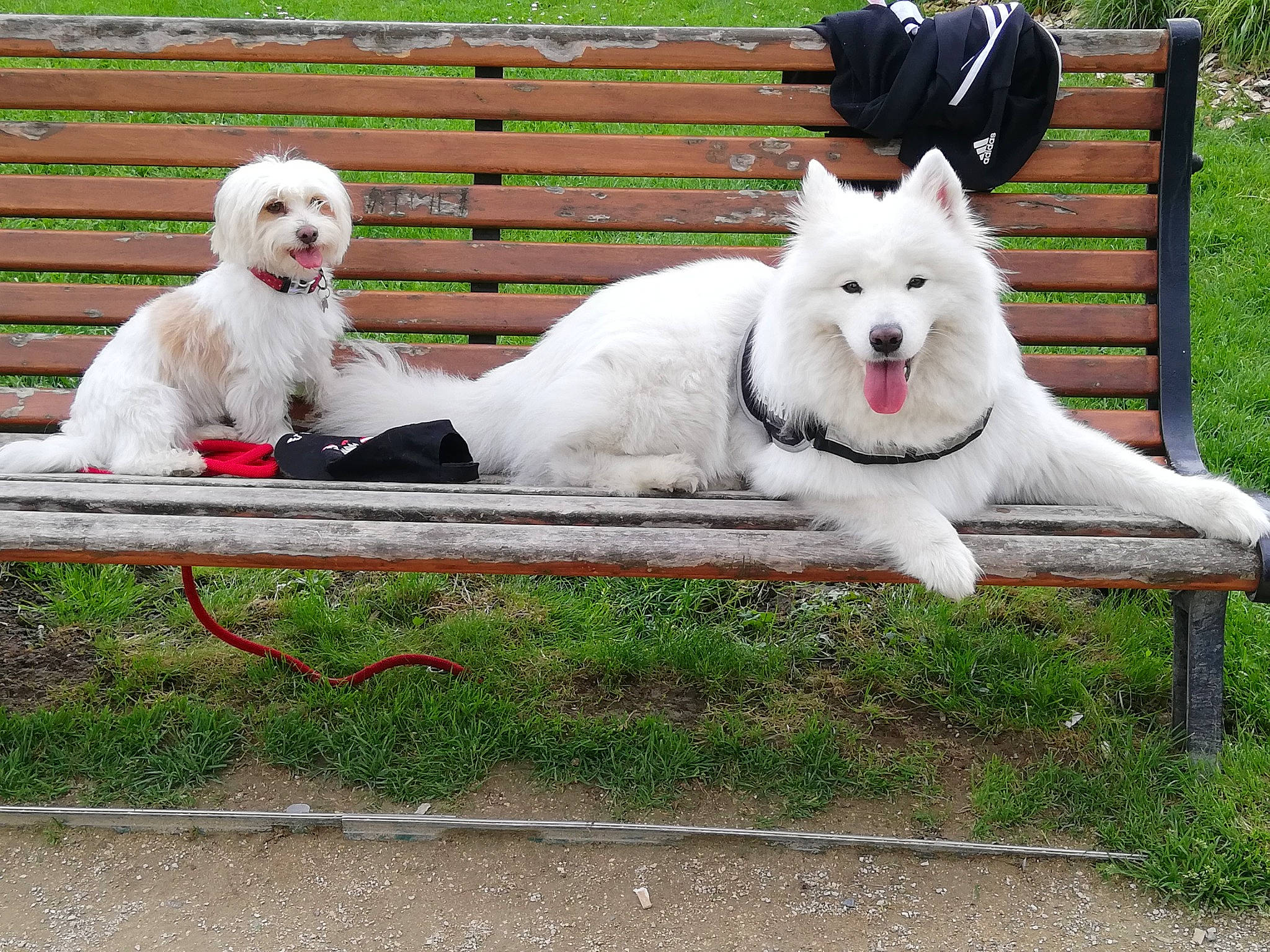 Mascotte participe au concours pour gagner de l'argent avec cette photo : ancient_dog_breeds, canidae, carnivore, companion_dog, dog, dog_breed, fence, giant_dog_breed, grass, labradoodle, non_sporting_group, plant, small_terrier, sporting_group, tail, terrier, toy_dog, tree, working_animal, working_dog