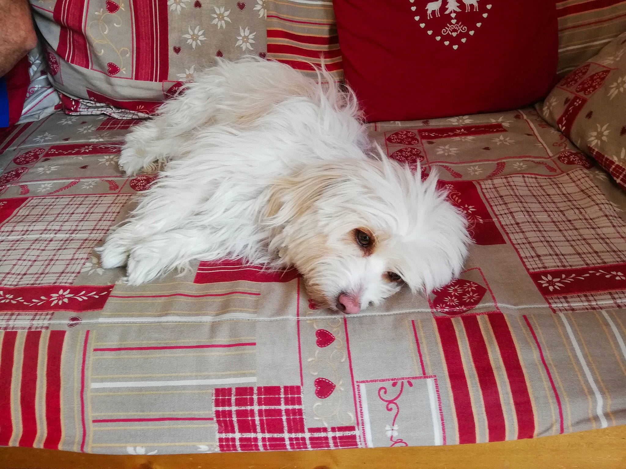 Mascotte participe au concours pour gagner de l'argent avec cette photo : bichon, canidae, carnivore, comfort, companion_dog, dog, dog_breed, fur, labradoodle, linens, maltepoo, non_sporting_group, poodle_crossbreed, small_terrier, sporting_group, terrier, toy_dog