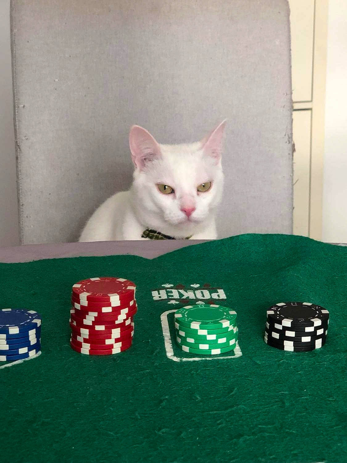 Blu a rejoint le concours — aidez-le/la à gagner de superbes lots ! baize, card_game, carmine, carnivore, casino, cat, domestic_short_haired_cat, felidae, gambling, holiday, indoor_games_and_sports, pattern, poker, poker_set, poker_table, recreation, rectangle, small_to_medium_sized_cats, table, whiskers