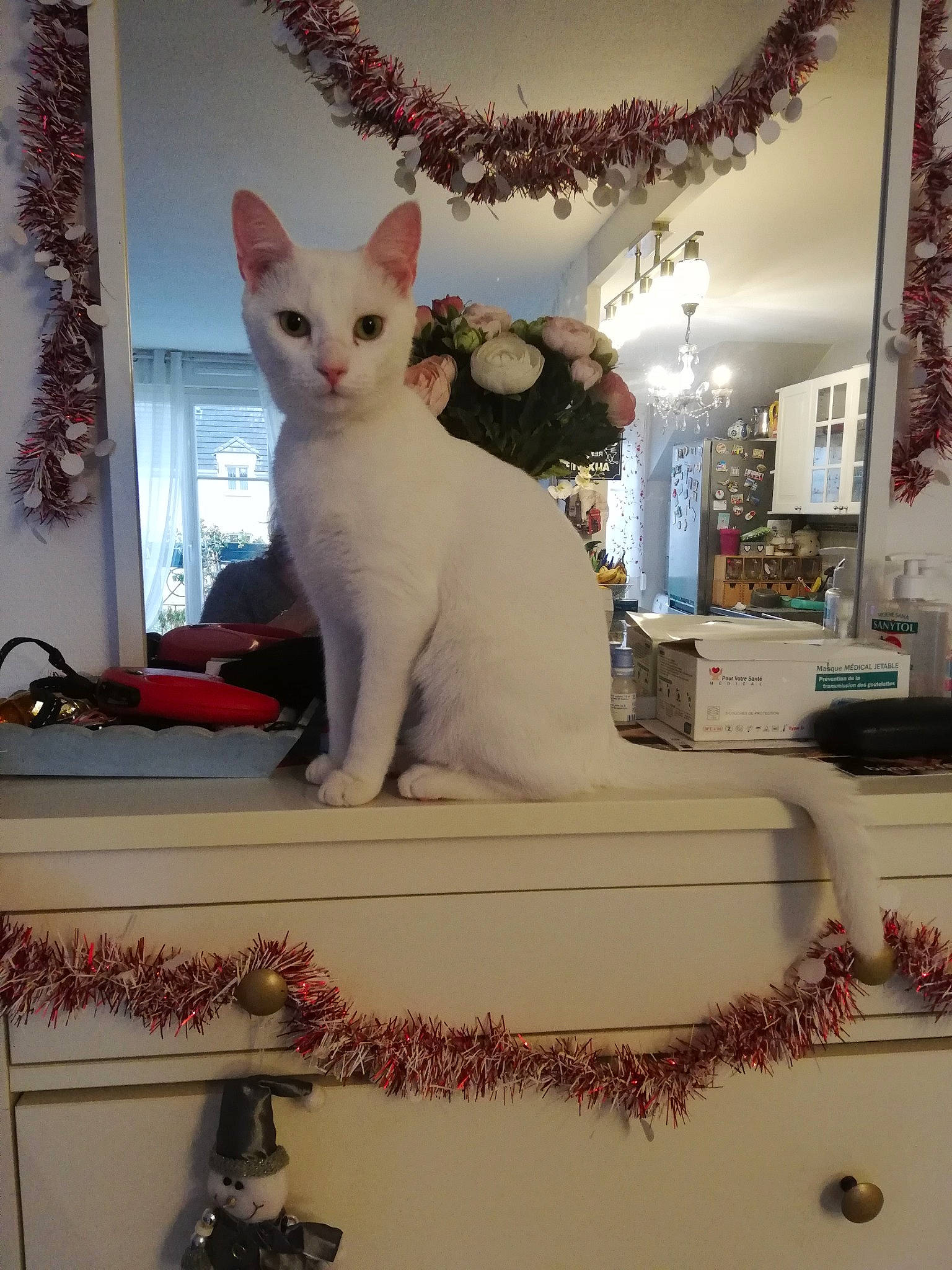 Blu participe au concours pour gagner de l'argent avec cette photo : carnivore, cat, curtain, decoration, event, felidae, formal_wear, fur, plant, room, small_to_medium_sized_cats, tail, whiskers, white, window