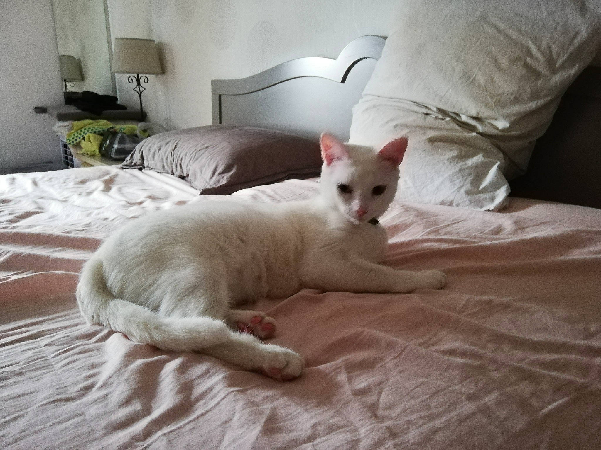 Blu a rejoint le concours — aidez-le/la à gagner de superbes lots ! bed, bed_sheet, bedding, carnivore, cat, comfort, companion_dog, domestic_short_haired_cat, fawn, felidae, fur, furniture, lamp, linens, paw, room, small_to_medium_sized_cats, tail, terrestrial_animal, whiskers