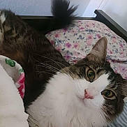 Joxer is registered to the contest to win money with this photo: animal, bed, cat, close_up, curious, cute, domestic_cat, ears, face, floral_pattern, fluffy, fur, indoor, pet, pillow, relaxed, striped_pillow, tabby, whiskers, white_chest