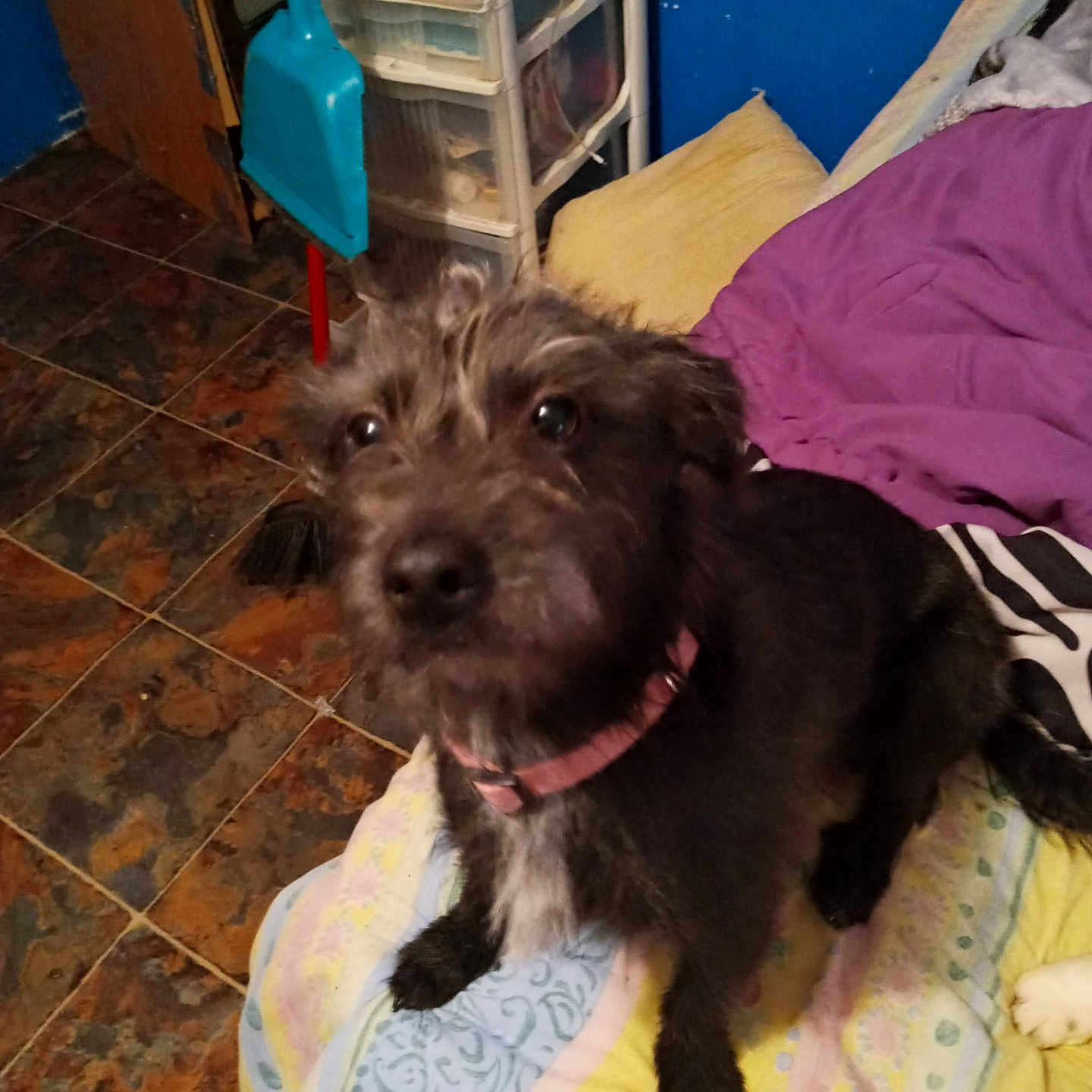 Molly joined the competition — help win amazing prizes! animal, bed, blanket, blue_wall, broom, collar, cozy, curious, dog, dustpan, floor, fur, furniture, indoor, pet, purple_blanket, room, scruffy, storage_drawers, tile