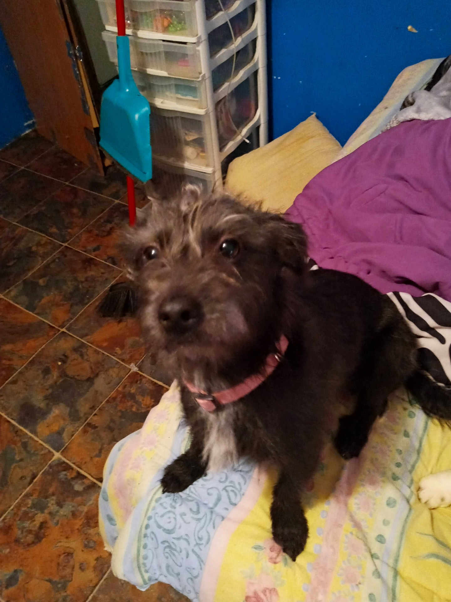 Molly joined the competition — help win amazing prizes! dog, pet, bed, blanket, floor, tile, collar, indoor, room, furniture, blue_wall, purple_blanket, storage_drawers, broom, dustpan, fur, curious, scruffy, animal, cozy