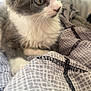 Myah is registered to the contest to win money with this photo: cat, kitten, animal, pet, feline, whiskers, fur, indoor, blanket, pattern, cozy, closeup, cute, young, domestic, resting, soft, gray, white, curious