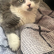 Myah joined the competition — help win amazing prizes! kitten, cat, gray, white, pet, animal, fur, whiskers, bed, blanket, cute, indoor, lying_down, closeup, young, small, cozy, resting, paw, domestic_cat