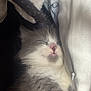 Myah is registered to the contest to win money with this photo: kitten, sleeping, cat, close_up, fluffy, gray, white, pink_nose, cozy, blanket, soft, cute, pet, fur, resting, domestic_animal, young_cat, indoor, peaceful, snuggled