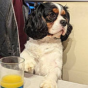 S'Gipps participe au concours pour gagner de l'argent avec cette photo : animal, architecture, beverage, building, canine, cockerspaniel, cup, diningroom, diningtable, dog, furniture, glass, indoors, juice, milk, orangejuice, pet, puppy, room, table