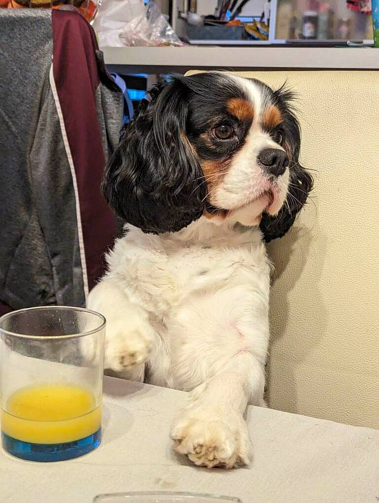 Gipps participe au concours pour gagner de l'argent avec cette photo : bellini, canidae, carnivore, chair, companion_dog, dog, dog_breed, event, fur, fuzzy_navel, juice, mimosa, mixing_bowl, orange_juice, passion_fruit_juice, screwdriver, snout, spaniel, sporting_group, tableware