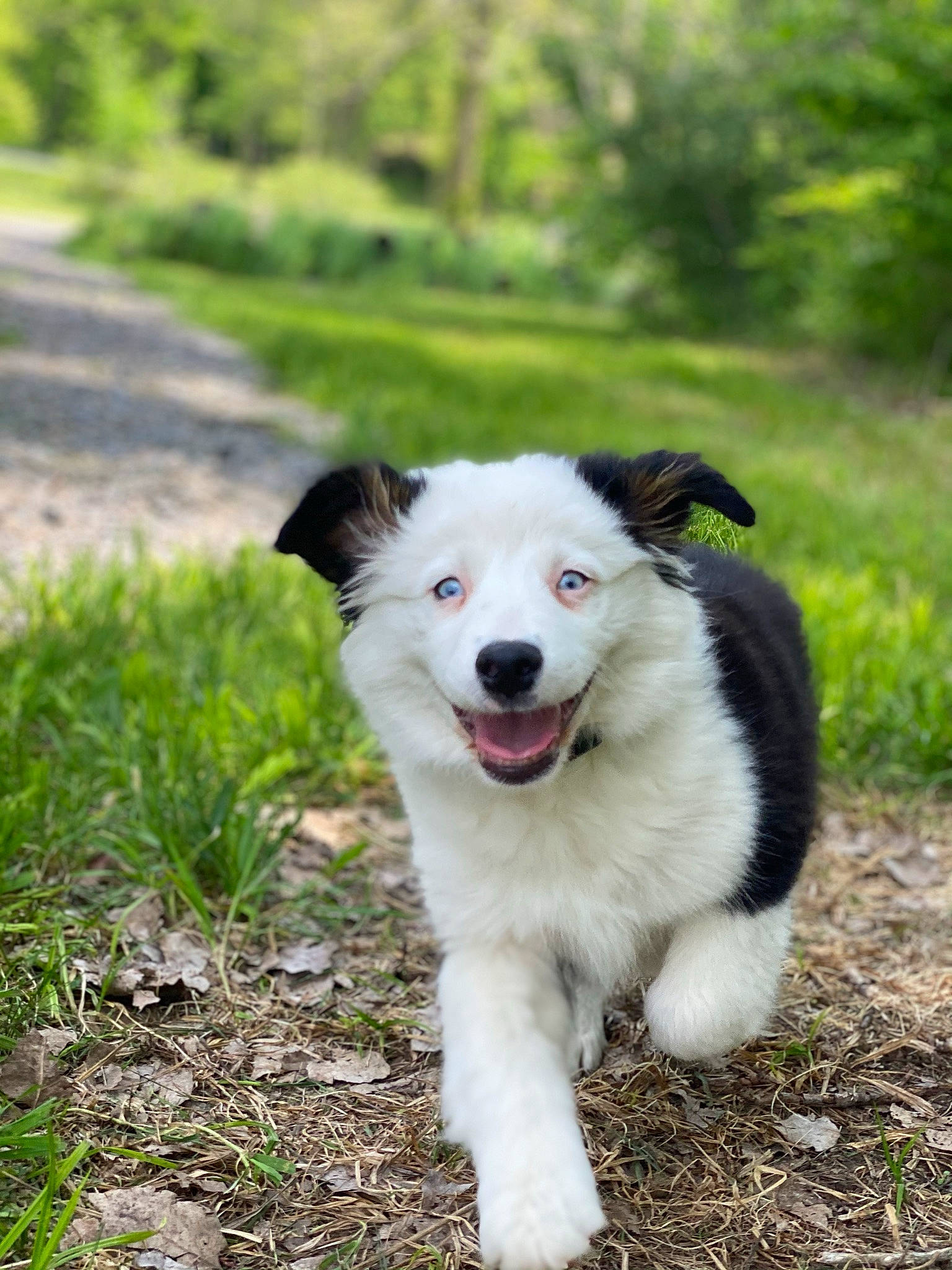 Dutton joined the competition — help win amazing prizes! canidae, carnivore, companion_dog, dog, dog_breed, grass, herding_dog, plant, snout, soil, sporting_group, terrestrial_animal, tree, working_dog