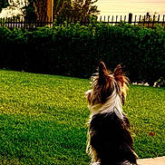 Cash Webb is registered to the contest to win money with this photo: dog, small_dog, sitting, back_view, fur, ears, grass, lawn, patio, concrete, sunset, sky, trees, bushes, fence, outdoor, nature, peaceful, quiet, garden