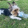 Cash Webb is registered to the contest to win money with this photo: dog, grass, water_bottle, outdoor, pet, animal, playful, fur, small_dog, nature, green, snout, ears, mouth, lying_down, daylight, ground, cute, canine, leisure