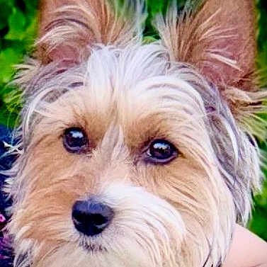Cash Webb joined the competition — help win amazing prizes! dog, pet, animal, fur, ears, face, portrait, closeup, outdoor, greenery, nature, cute, canine, mammal, whiskers, eyes, nose, fluffy, adorable, companion