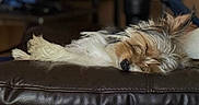 Cash Webb is registered to the contest to win money with this photo: dog, sleeping, leather, cushion, fur, pet, indoors, cozy, resting, brown, white, animal, mammal, relaxed, cute, fur_texture, snout, ears, home, napping