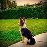 Cash Webb joined the competition — help win amazing prizes! dog, small_dog, sitting, grass, lawn, hedge, fence, outdoor, sunset, back_view, fur, sidewalk, pet, canine, nature, quiet, peaceful, garden, animal, daylight