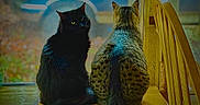 Toby is registered to the contest to win money with this photo: cat, black_cat, tabby_cat, window, wooden_surface, indoor, outdoor, green_eyes, sitting, pets, animals, feline, furniture, chair, blurred_background, vehicle, daylight, cozy, looking_back, pair