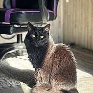 Toby is registered to the contest to win money with this photo: cat, black_cat, indoor, sunlight, floor, chair, purple, black, furniture, pet, animal, domestic_cat, yellow_eyes, sitting, fur, cozy, calm, portrait, shadow, wooden_floor
