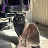 animal, black, black_cat, calm, cat, chair, cozy, domestic_cat, floor, fur, furniture, indoor, pet, portrait, purple, shadow, sitting, sunlight, wooden_floor, yellow_eyes