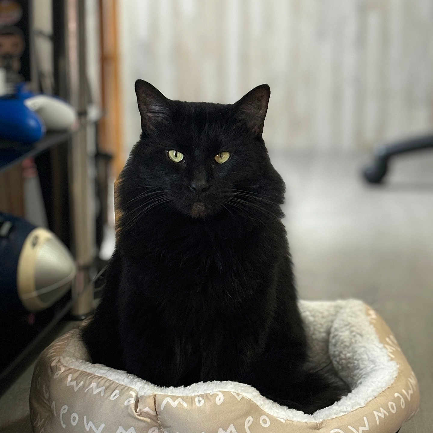 Toby