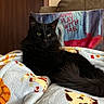Toby joined the competition — help win amazing prizes! black_cat, cat, blanket, cat_pattern, pillow, text, door, door_knob, couch, indoor, pet, feline, animal, fur, relaxing, resting, cozy, home, warm, cute