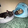 Toby joined the competition — help win amazing prizes! cat, black_cat, tabby_cat, cat_bed, cat_house, whale_shape, blue, gray, green_carpet, pet, indoor, cozy, resting, feline, animal, cute, soft, carpet, relaxed, snug