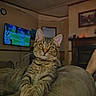 Dankers is registered to the contest to win money with this photo: cat, tabby, pet, feline, couch, living_room, fireplace, television, clock, indoor, relaxed, curious, whiskers, fur, paws, home, furniture, portrait, animal, cozy