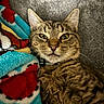 cat, tabby_cat, pet, animal, feline, close_up, indoor, cozy, blanket, couch, fur, whiskers, ears, eyes, collar, relaxed, snuggling, patterned_blanket, soft_texture, curious_expression