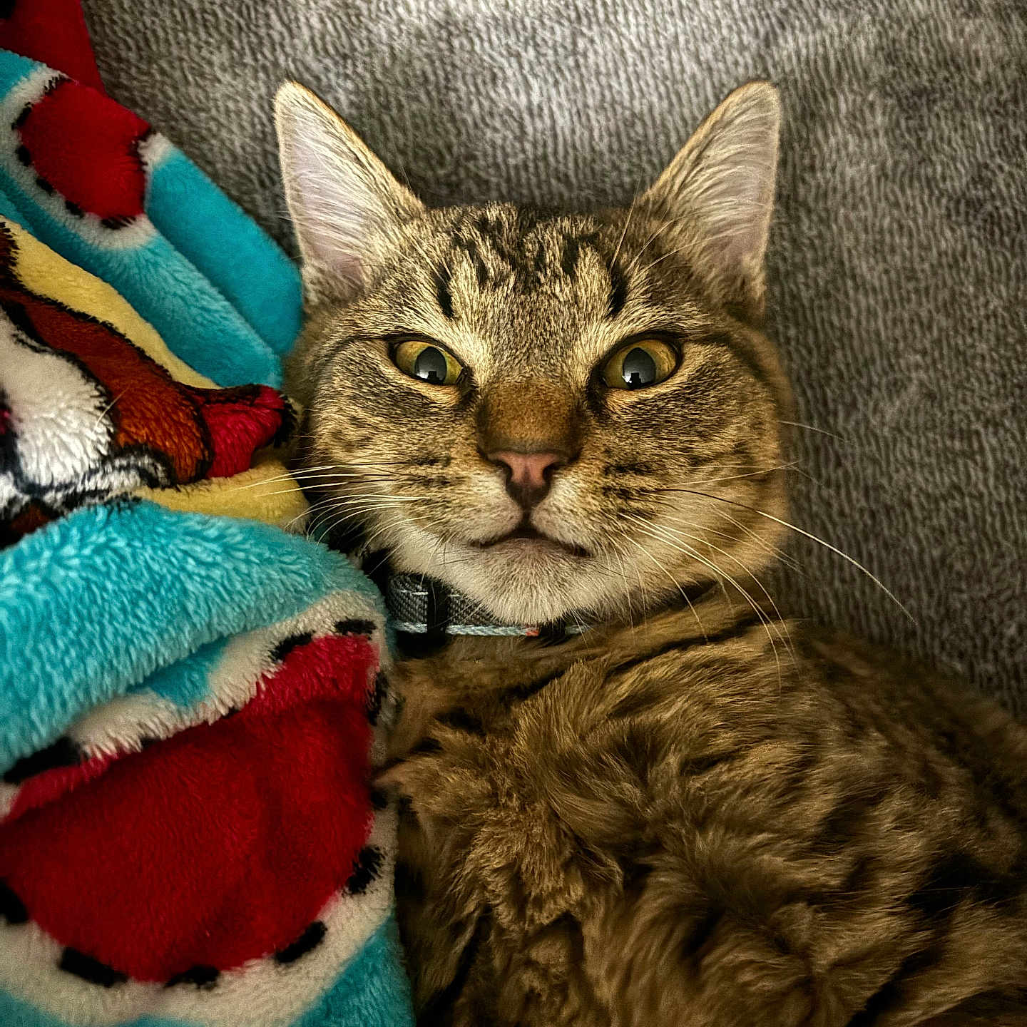 Dankers is registered to the contest to win money with this photo: cat, tabby_cat, pet, animal, feline, close_up, indoor, cozy, blanket, couch, fur, whiskers, ears, eyes, collar, relaxed, snuggling, patterned_blanket, soft_texture, curious_expression