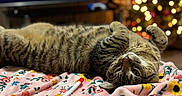 Dankers joined the competition — help win amazing prizes! cat, tabby_cat, blanket, floral_pattern, pen, indoor, christmas_tree, holiday_lights, bokeh, cozy, pet, animal, relaxed, lying_down, fur, cute, colorful, soft, home, decor