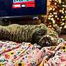 cat, tabby_cat, blanket, floral_pattern, pen, indoor, christmas_tree, holiday_lights, bokeh, cozy, pet, animal, relaxed, lying_down, fur, cute, colorful, soft, home, decor