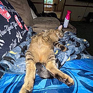 Dankers joined the competition — help win amazing prizes! cat, tabby_cat, sleeping, couch, blanket, indoor, relaxed, furniture, living_room, cozy, pet, animal, tabby, paw, tail, comfort, nap, domestic_cat, feline, home