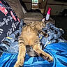 cat, tabby_cat, sleeping, couch, blanket, indoor, relaxed, furniture, living_room, cozy, pet, animal, tabby, paw, tail, comfort, nap, domestic_cat, feline, home