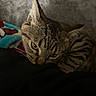 Dankers is registered to the contest to win money with this photo: cat, tabby, feline, pet, animal, closeup, face, ear, whiskers, fur, resting, blanket, cozy, indoor, cute, sleepy, eyes, striped, soft, comfort