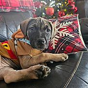 Bagheera a rejoint le concours — aidez-le/la à gagner de superbes lots ! puppy, dog, sweater, couch, leather, christmas_tree, ornaments, pillow, plaid, snowflake, indoor, holiday, decorations, pet, cute, relaxed, brown, black_nose, paw, cozy