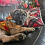 puppy, dog, sweater, couch, leather, christmas_tree, ornaments, pillow, plaid, snowflake, indoor, holiday, decorations, pet, cute, relaxed, brown, black_nose, paw, cozy