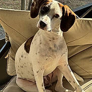 Moose joined the competition — help win amazing prizes! animal, beige_cushion, canine, chair, closeup, companion, curious, cute, dog, ears, fur, head_tilt, indoor, paw, pet, portrait, relaxed, sitting, spotted_dog, sunlight