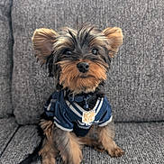 Moby joined the competition — help win amazing prizes! animal, clothing, collar, couch, cute, dog, ears, eyes, face, fur, furniture, grey, indoors, jersey, nose, pet, puppy, sitting, small, yorkshire_terrier