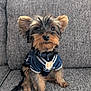animal, clothing, collar, couch, cute, dog, ears, eyes, face, fur, furniture, grey, indoors, jersey, nose, pet, puppy, sitting, small, yorkshire_terrier