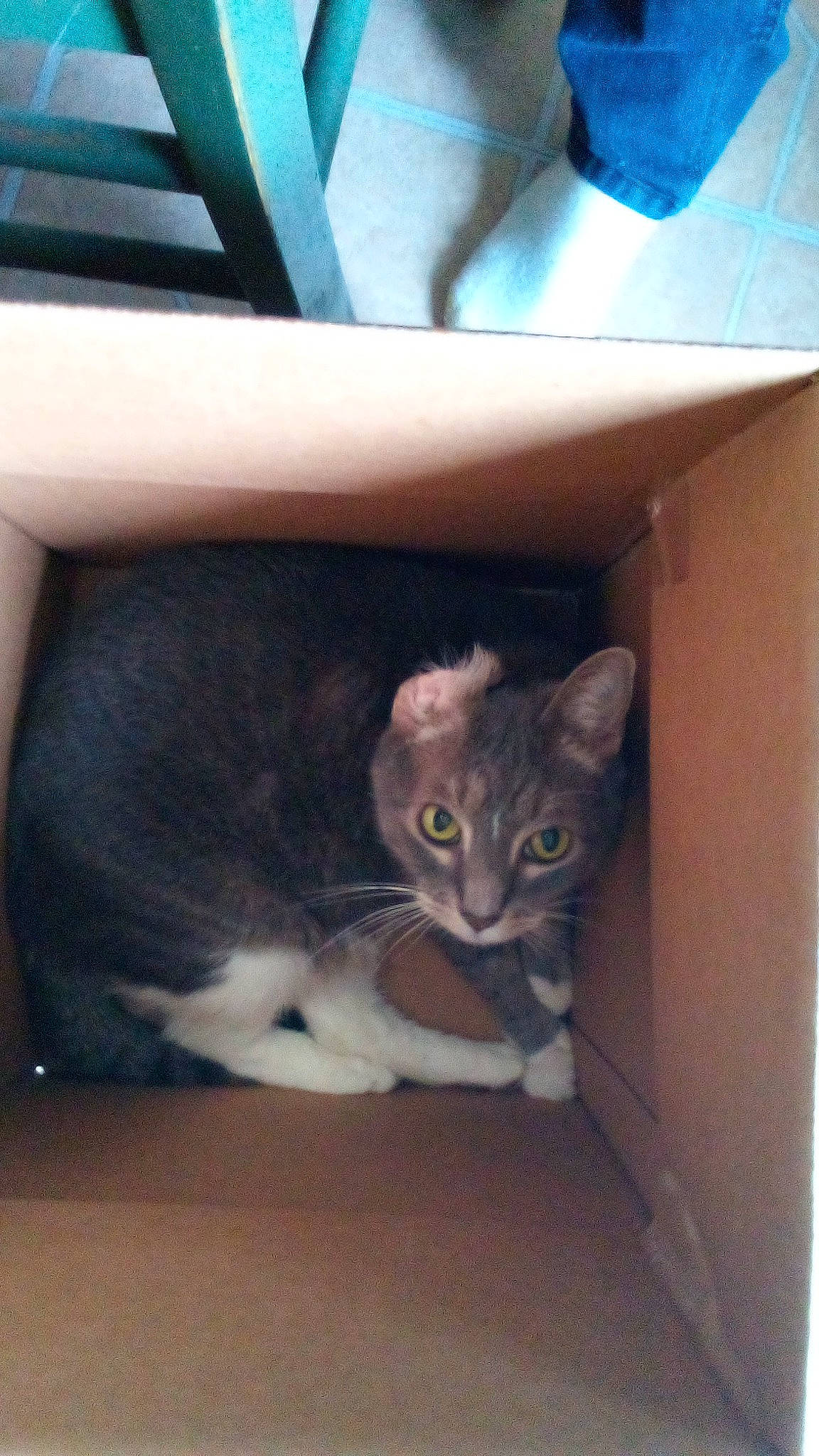 Shadee Grey is registered to the contest to win money with this photo: blue, box, cardboard, carnivore, cat, cat_supply, comfort, couch, domestic_short_haired_cat, felidae, fur, hardwood, mammal, room, small_to_medium_sized_cats, snout, tail, whiskers, window, wood