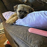 Chewbacca is registered to the contest to win money with this photo: dog, couch, pillow, indoor, pet, resting, fur, cozy, brown, lavender, furniture, relaxation, animal, companion, household, cute, domestic, soft, cute_pet, home
