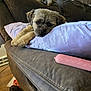dog, couch, pillow, indoor, pet, resting, fur, cozy, brown, lavender, furniture, relaxation, animal, companion, household, cute, domestic, soft, cute_pet, home