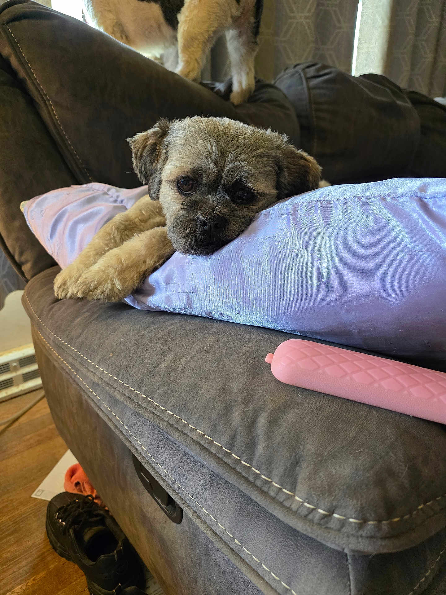 Chewbacca