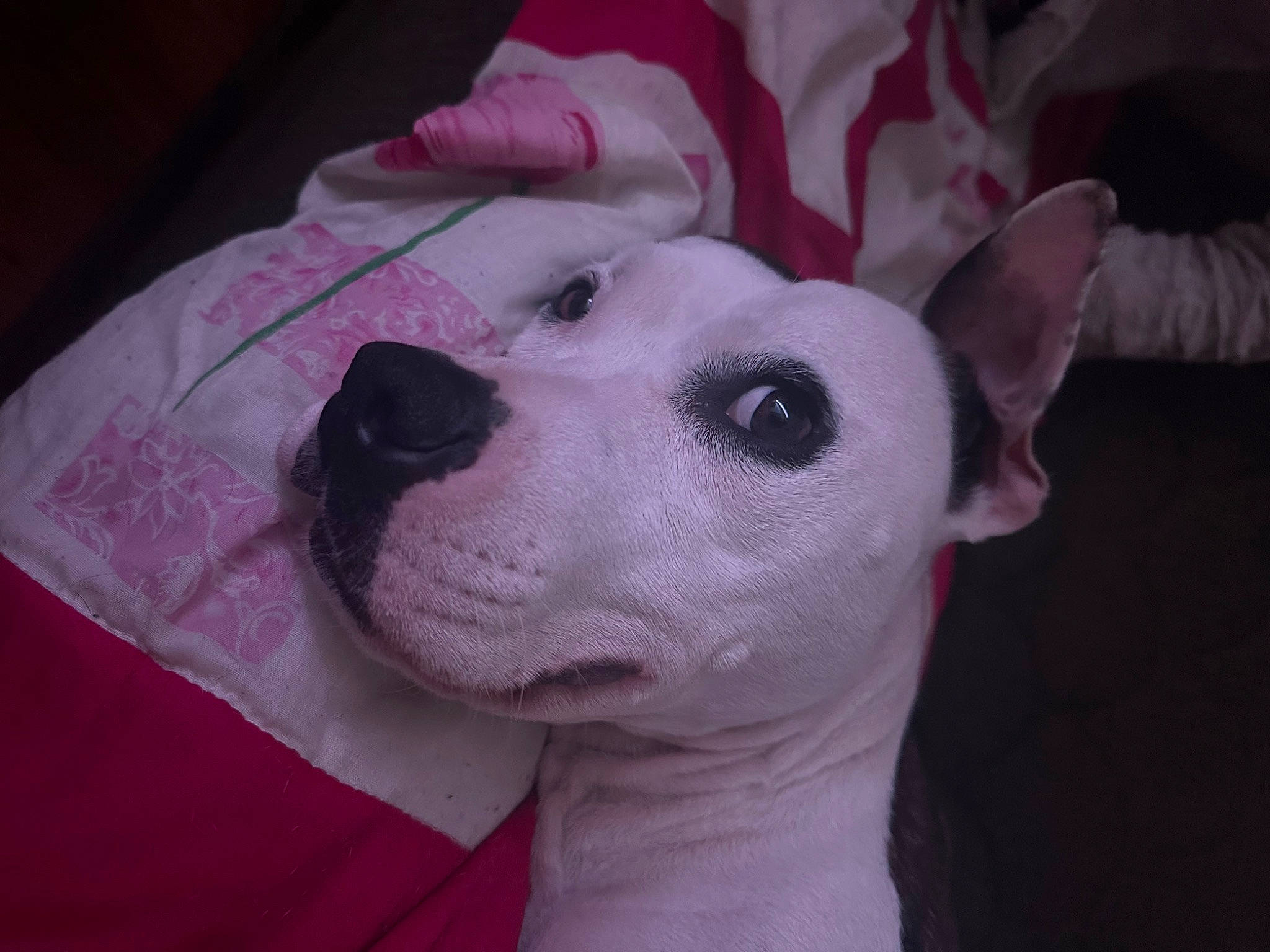 Raika participe au concours pour gagner de l'argent avec cette photo : ancient_dog_breeds, canidae, carnivore, collar, comfort, companion_dog, dog, dog_breed, ear, fawn, fur, giant_dog_breed, magenta, no_expression, non_sporting_group, selfie, snout, sporting_group, whiskers, working_animal