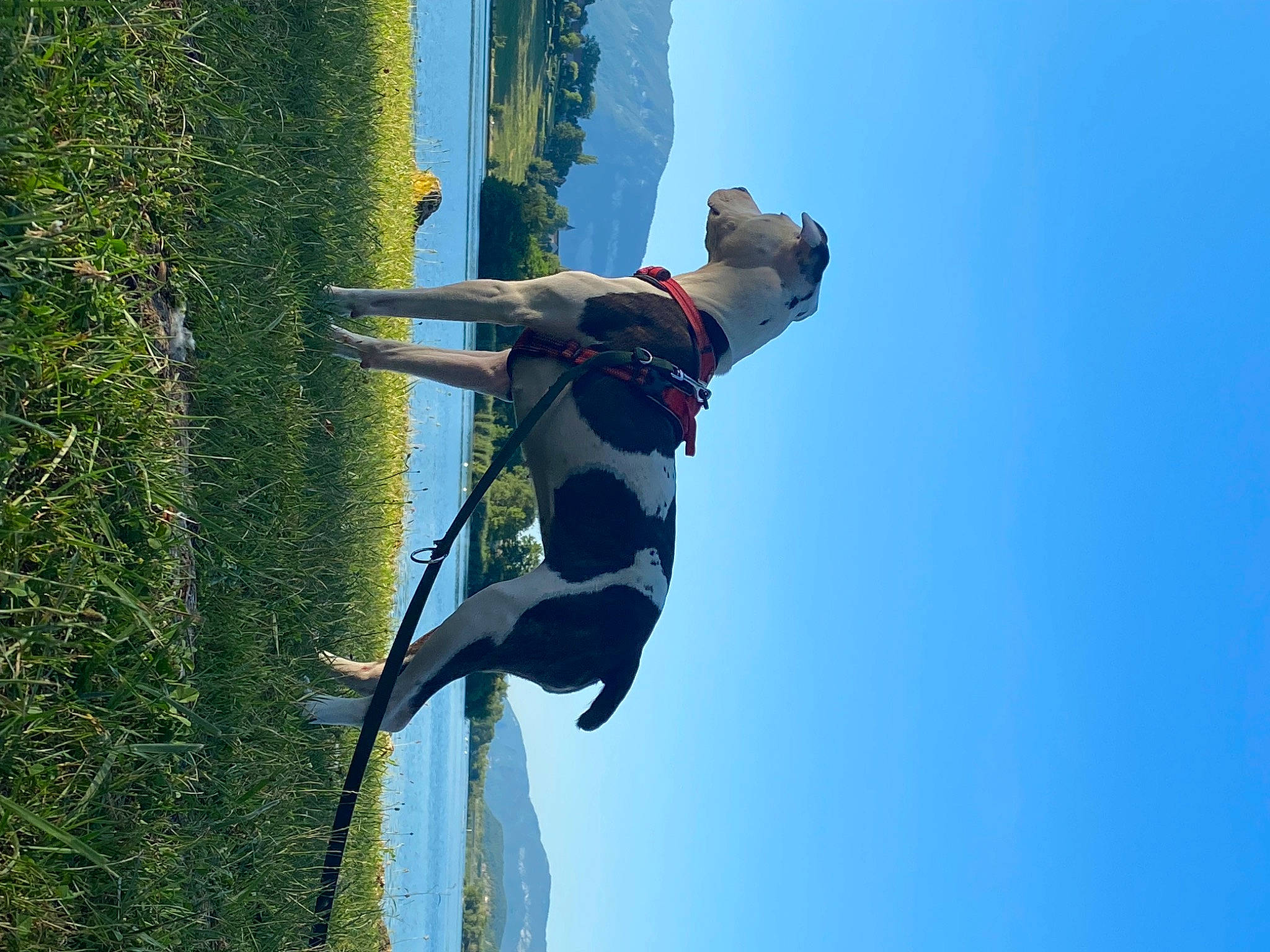 Raika participe au concours pour gagner de l'argent avec cette photo : adventure, elbow, electric_blue, extreme_sport, fun, jumping, leisure, outdoor_shoe, people_in_nature, plant, recreation, rock_climbing_equipment, rope, sky, sport_climbing, sports, stunt_performer, tree, water