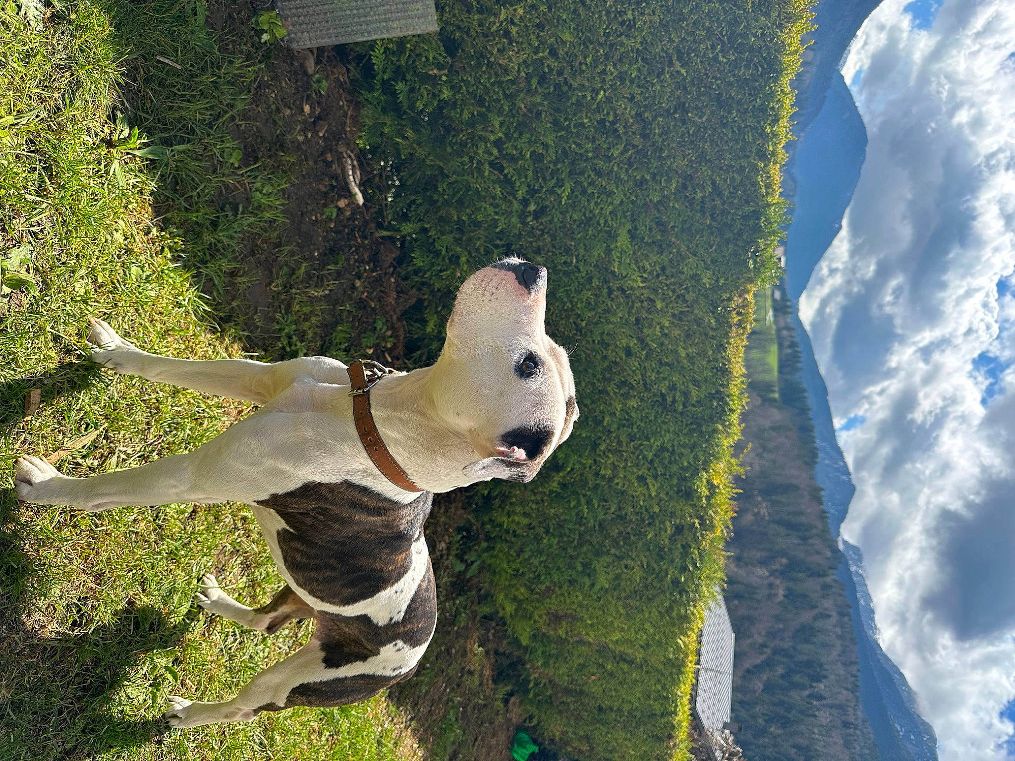 Raika a rejoint le concours — aidez-le/la à gagner de superbes lots ! adventure, canidae, carnivore, cloud, collar, companion_dog, cumulus, dog, dog_breed, dog_collar, fawn, grass, massif, plant, sky, snout, sporting_group, tail, tree, working_animal