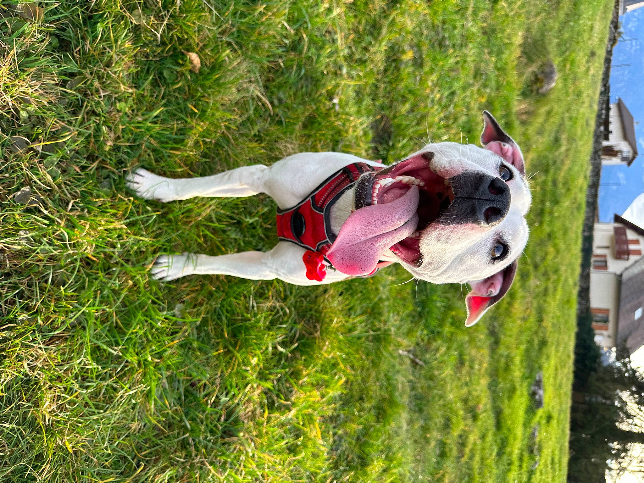 Raika participe au concours pour gagner de l'argent avec cette photo : adventure, canidae, carnivore, companion_dog, dog, dog_breed, dog_supply, fawn, fun, grass, grassland, happy, leisure, people_in_nature, plant, recreation, sporting_group, stallion, tree, working_animal